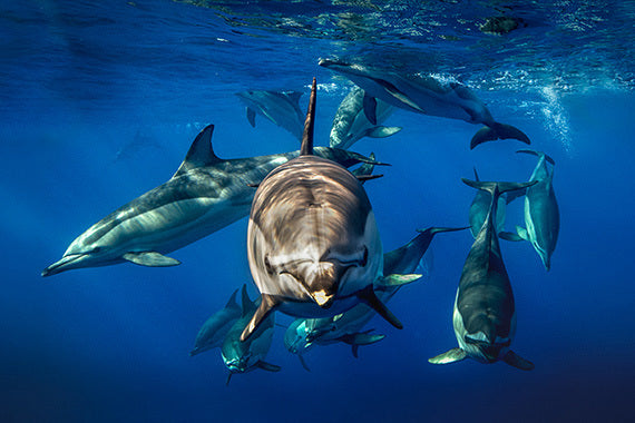 Win an exclusive diving trip to the Maldives