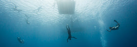 Drop below the surface into the depths with William Trubridge